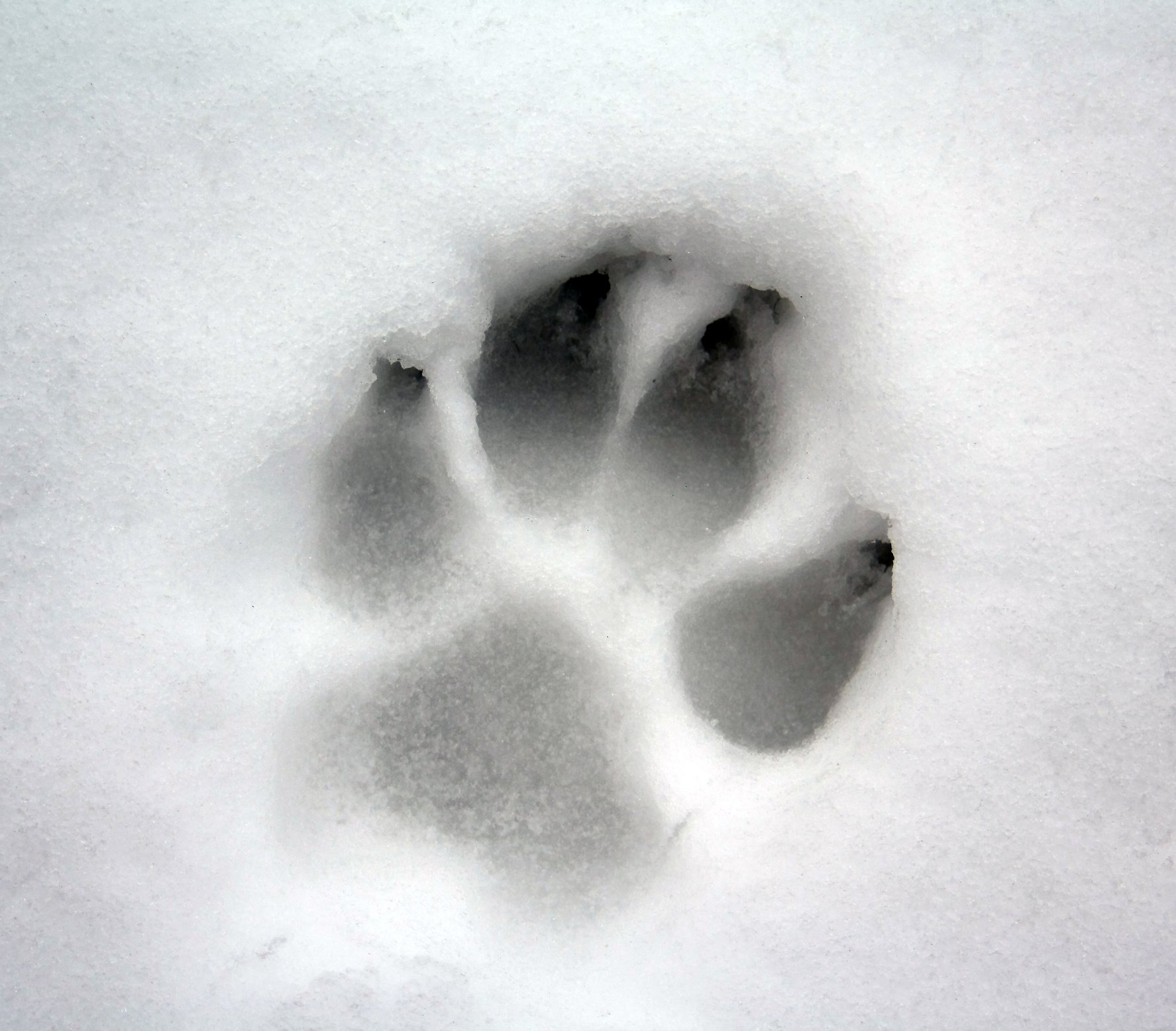 dog paw print